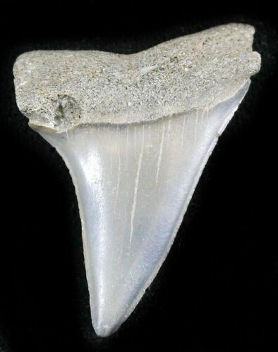 Fossil Mako (Isurus escheri) Shark Tooth - Holland #24371